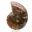 Ammonite levigata: geometria marina del Madagascar — 9