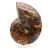 Campione di ammonite: la purezza del Mahajanga