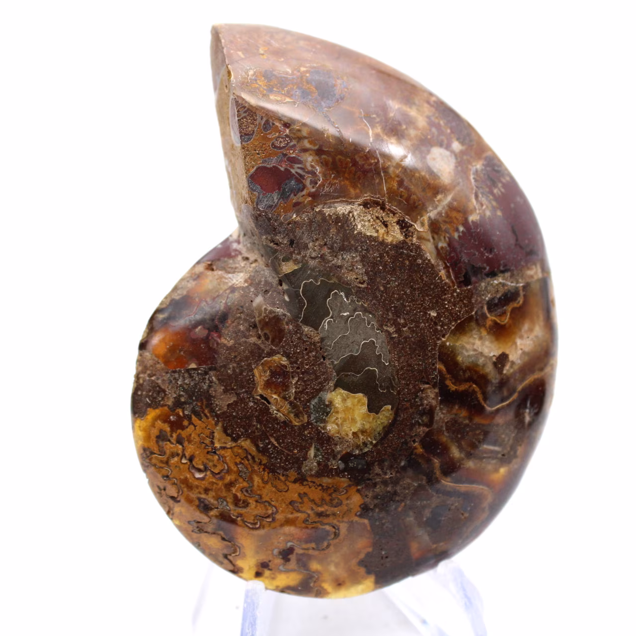Campione di ammonite: la purezza del Mahajanga