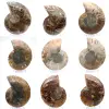 Ammonite levigata: geometria marina del Madagascar - 0