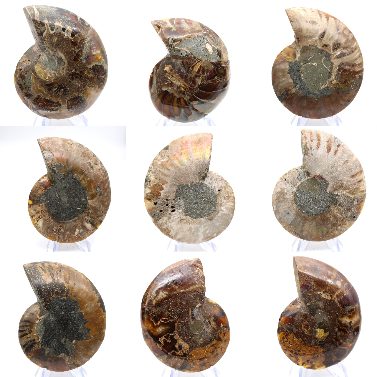 Ammonite levigata: geometria marina del Madagascar