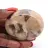 Ciottolo minerale in feldspato del Madagascar – Collezione