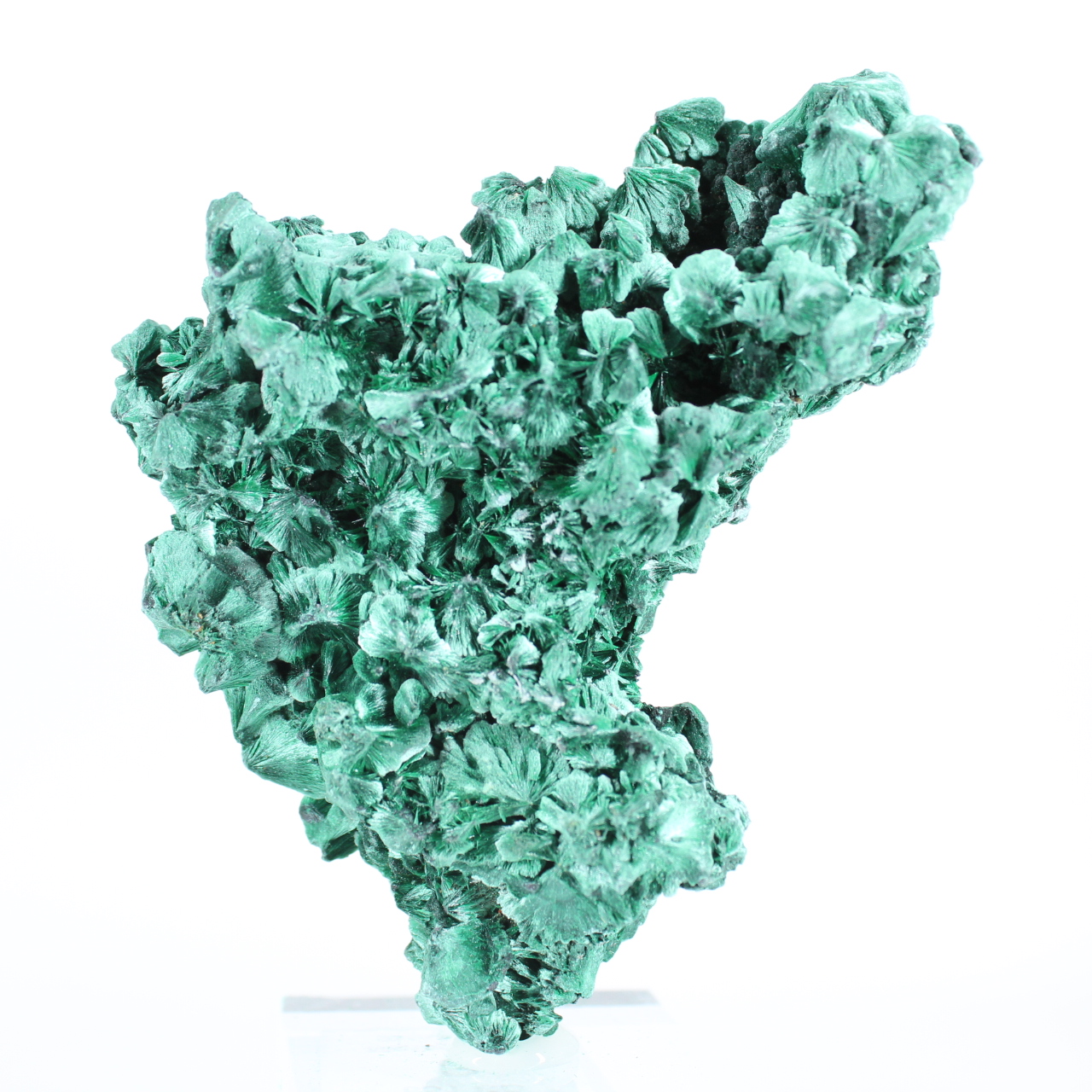 Aggregato di malacite dal Congo-Kinshasa per collezionisti, su base