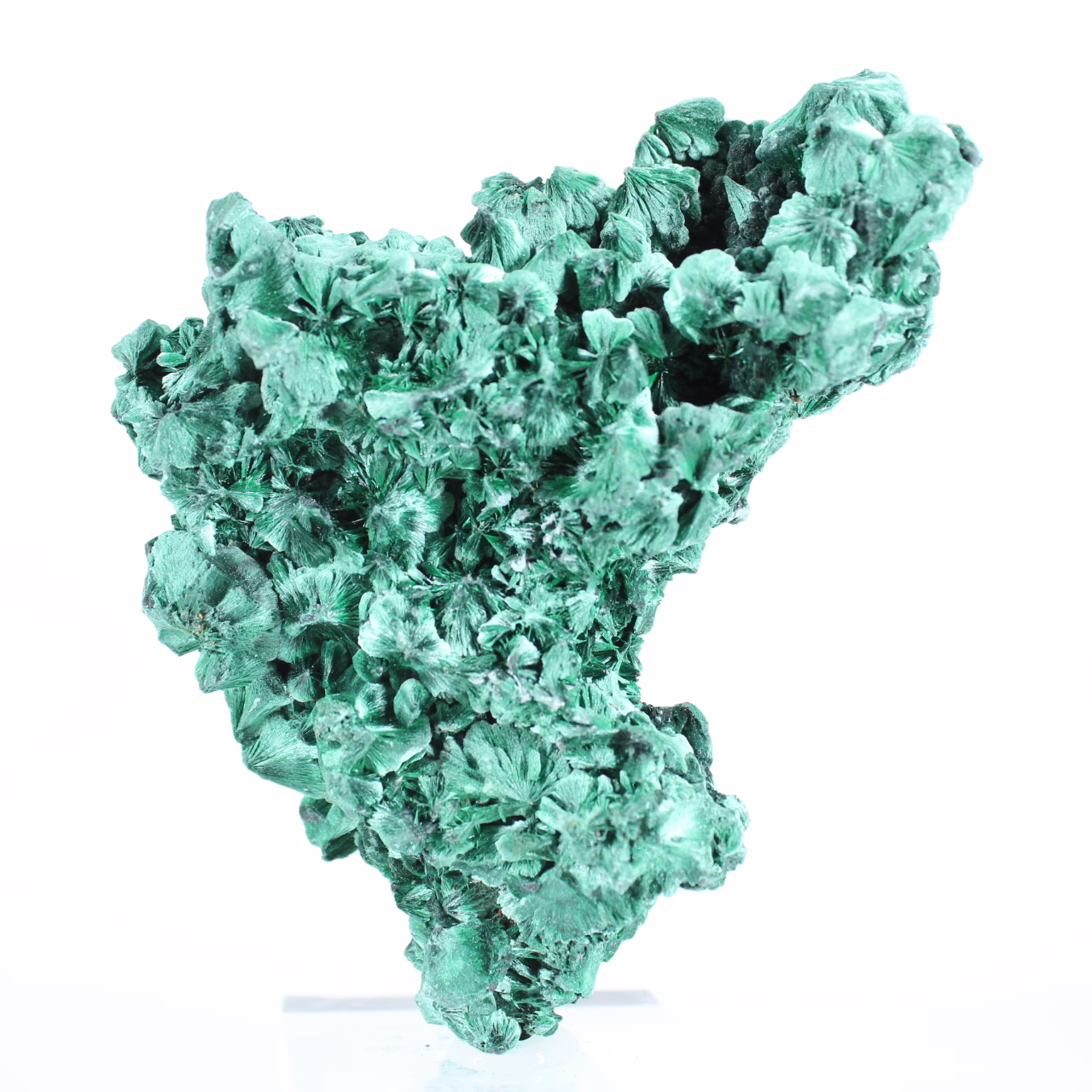 Aggregato di malacite dal Congo-Kinshasa per collezionisti, su base