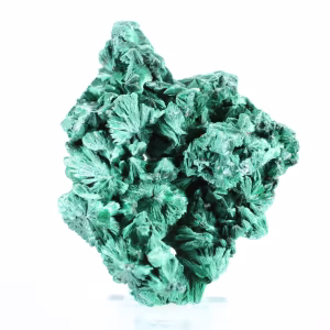 Campione di malacite fibrosa congolese su base trasparente