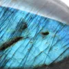 Forma Libera Minerale Labradorite Levigata del Madagascar - 4