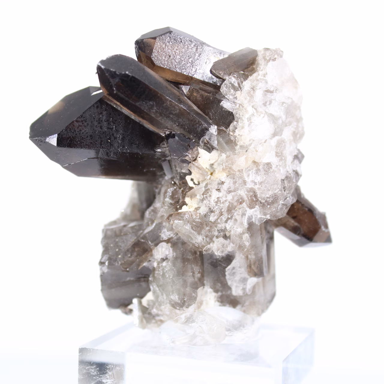 Cristallo di quarzo morione di origine brasiliana, espositore in acrilico