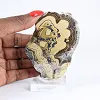 Schalenblende polacca in fetta bicolore su supporto trasparente - 1