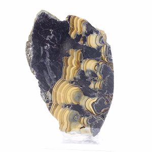 Schalenblende della Polonia, fetta minerale grezza e levigata