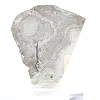 Schalenblende della Polonia a due facce su supporto trasparente - 5
