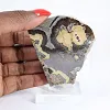 Schalenblende della Polonia a due facce su supporto trasparente - 1
