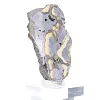 Schalenblende della Polonia in fetta da collezione su base - 2
