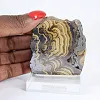 Schalenblende della Polonia con superfici contrastanti su base - 1