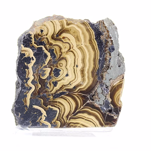Schalenblende della Polonia con superfici contrastanti su base