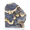 Schalenblende polacca su base, fetta da 240 g - 0