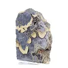 Schalenblende polacca su base, fetta da 240 g - 4