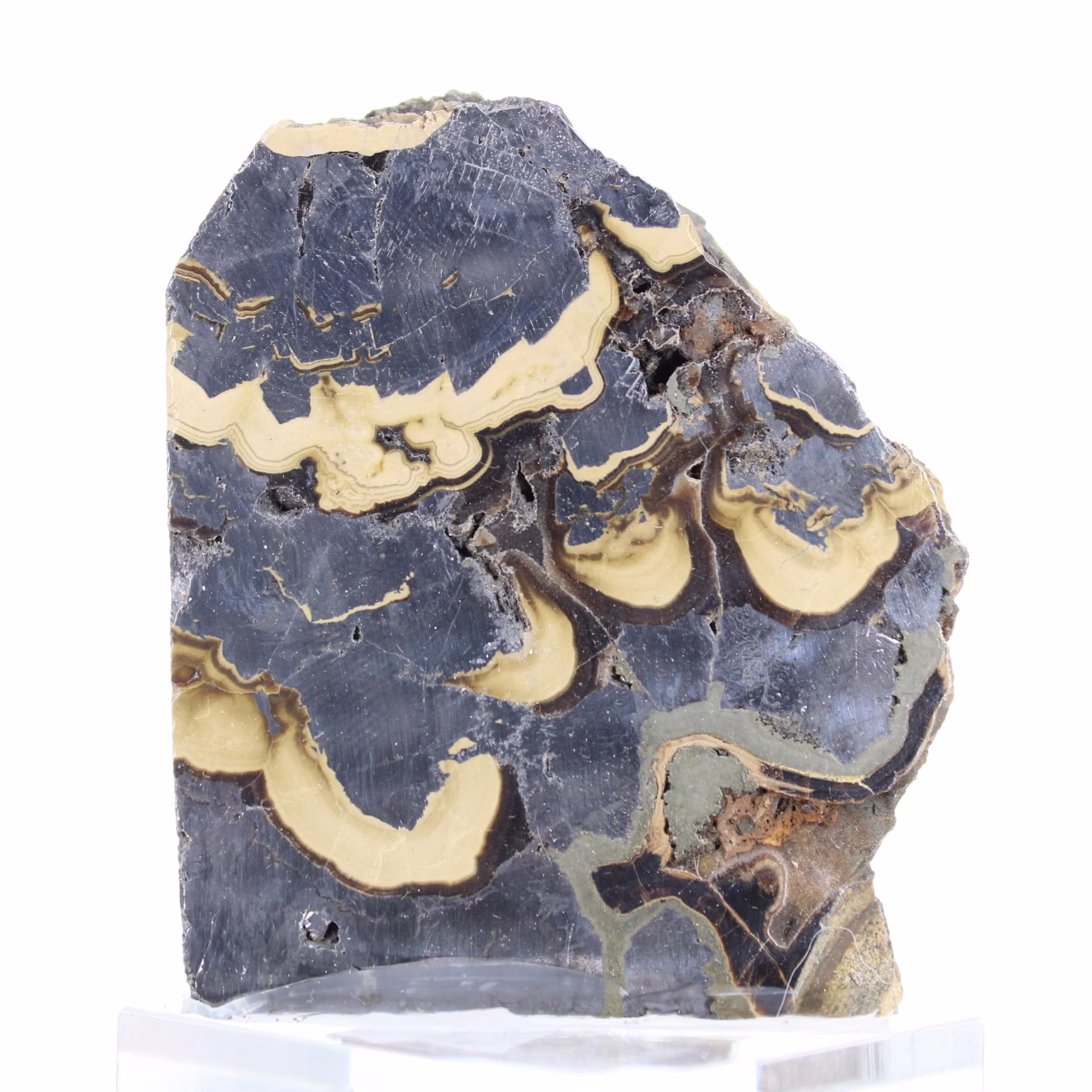 Schalenblende polacca su base, fetta da 240 g