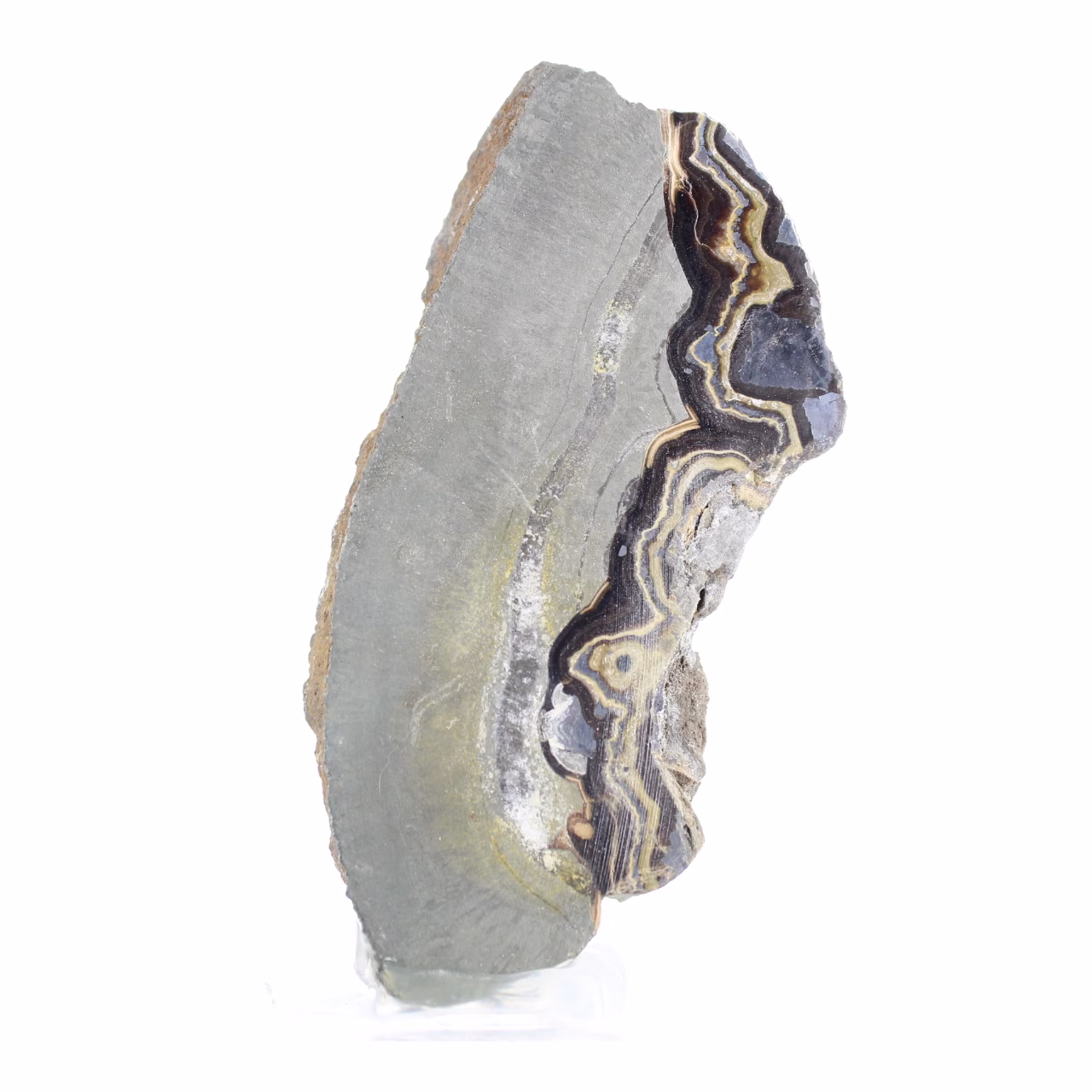Schalenblende polacca allungata in fetta su base acrilica